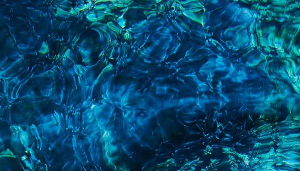 Luminescent Creatures and Soft Art